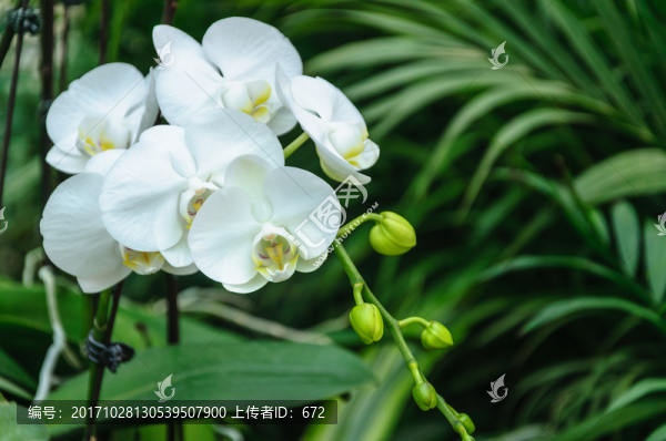 蝴蝶蘭