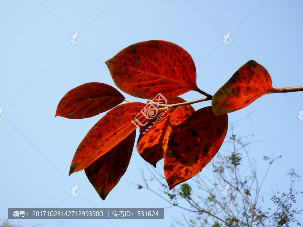 紅葉