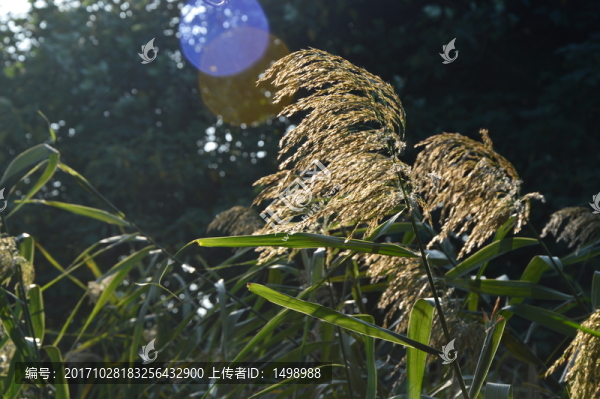 蘆葦蕩
