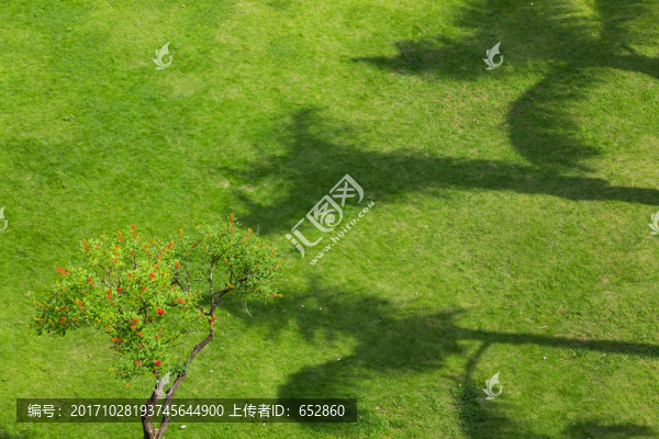 草地,樹影,樹,綠化,林蔭,環(huán)