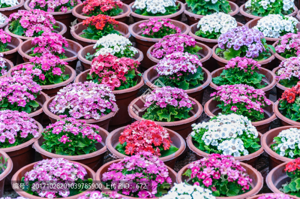 雛菊