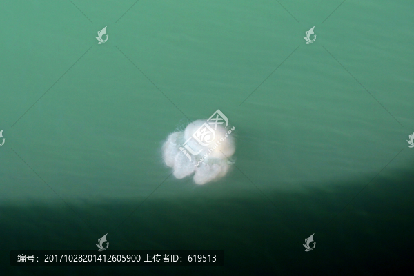 海中游動的水母