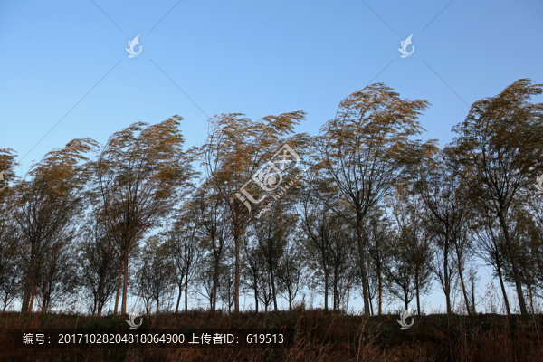 曠野,樹林,秋風(fēng)