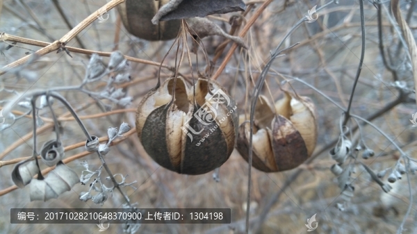馬兜鈴