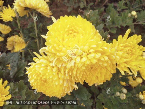 菊花