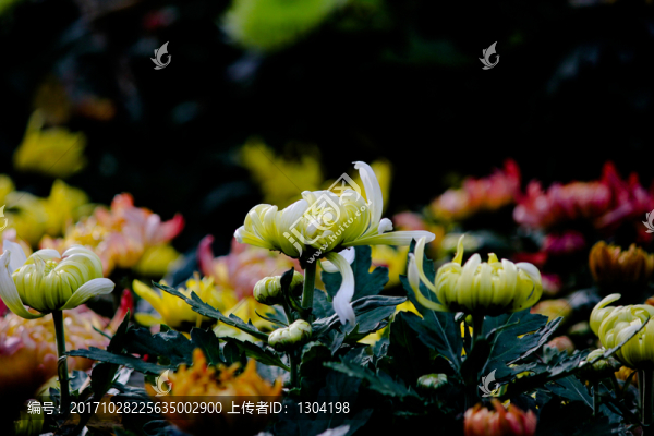 菊花