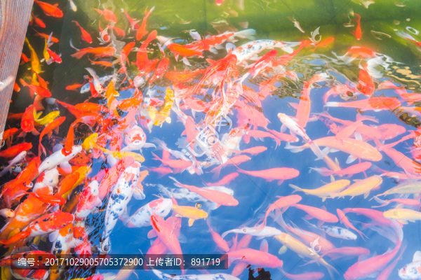 錦鯉素材,高清大圖