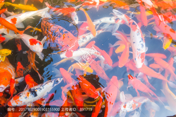 錦鯉素材,高清大圖