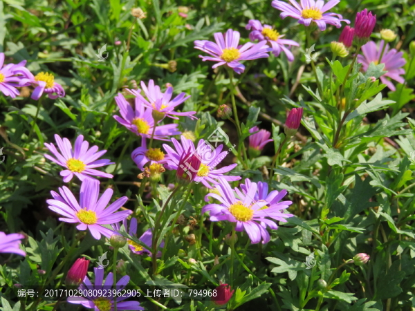 菊花