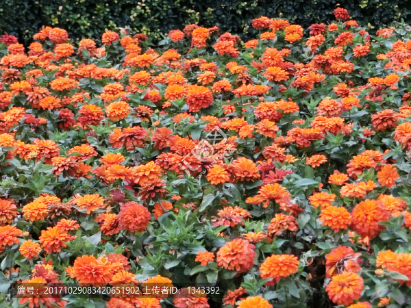 鮮花,,花束