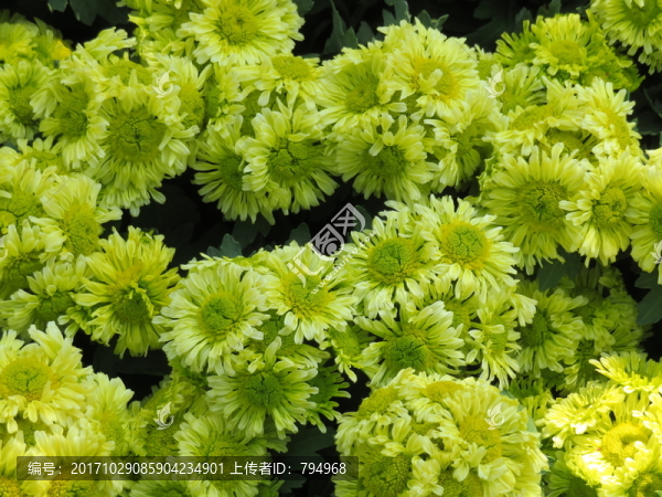 菊花