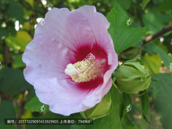 木槿花