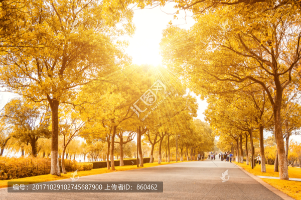 秋天林蔭道