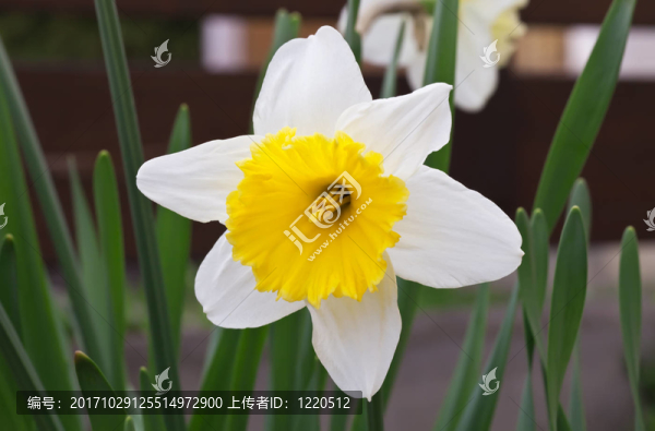 白水仙