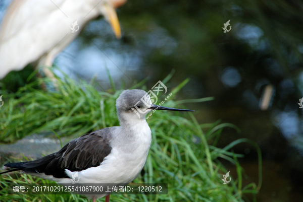 澤鷸在naturzoo,Rheine