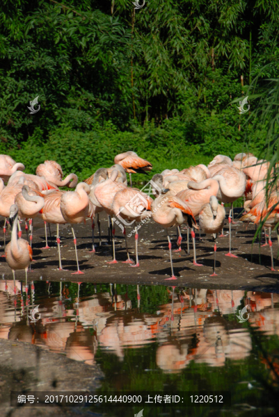 在naturzoo,Rheine火烈鳥
