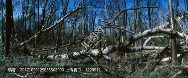 自然周期