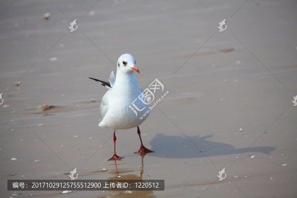 海鷗-海鷗27