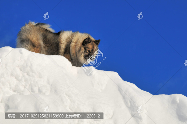 狗在雪中