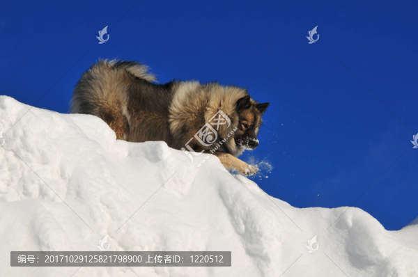 在雪中奔跑的狗