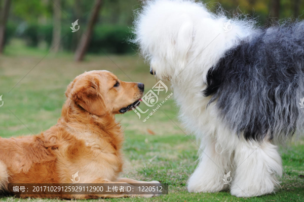 寵物狗