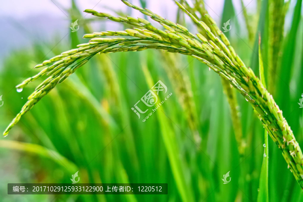 農(nóng)業(yè)