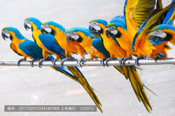 鳥