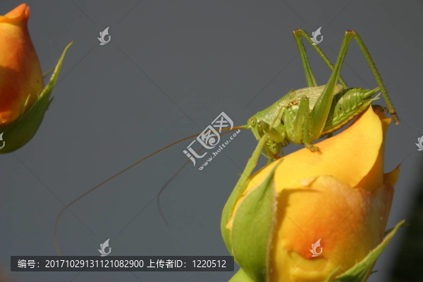 掌握？pfer2