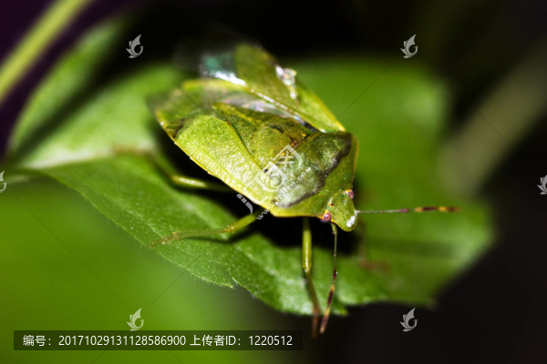 特寫
