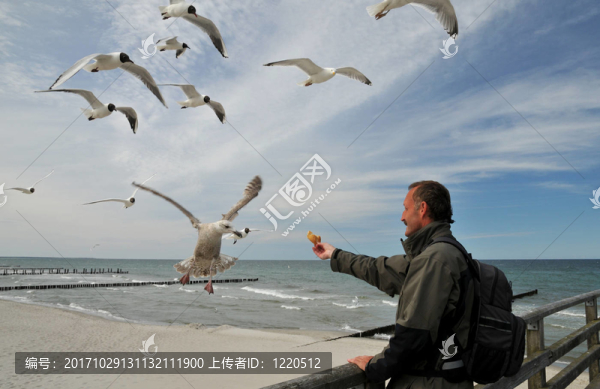 饑餓的海鷗