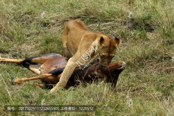 獵食