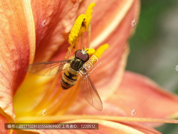schwebefliege