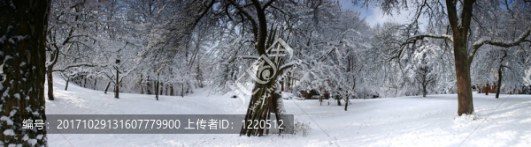 蘋果樹