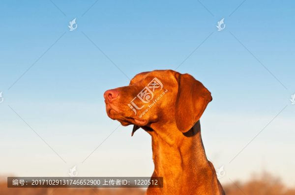 動物