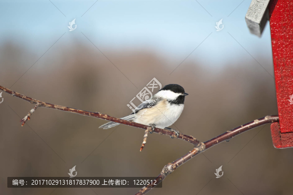 動(dòng)物