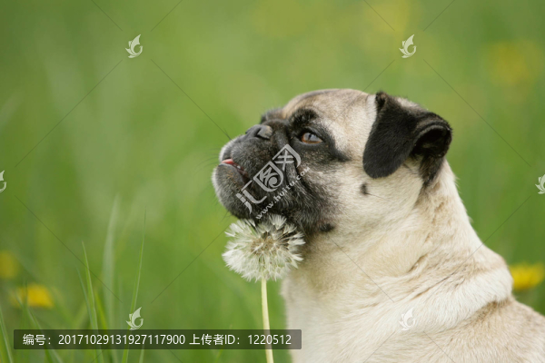 拖把與蒲公英