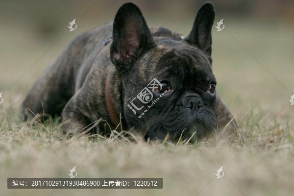 法國斗牛犬