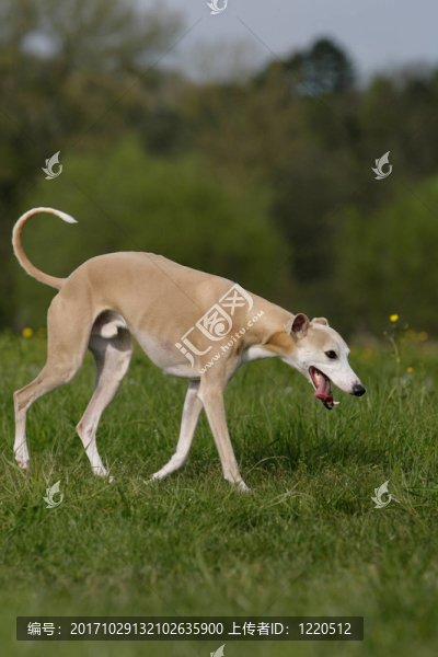 嗅惠比特犬