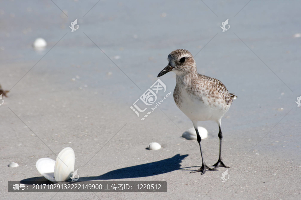灰斑鸻（Pluvialis,squatarola）