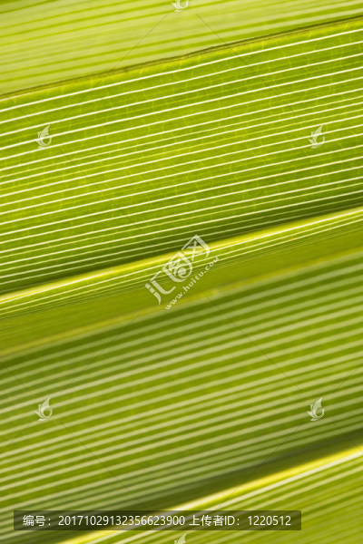 綠色背景環(huán)境抽象葉棕櫚