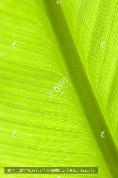 綠色背景環(huán)境抽象葉棕櫚