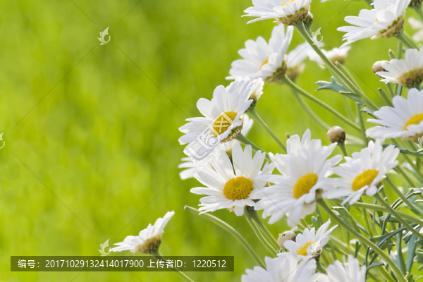 雛菊花在夏天