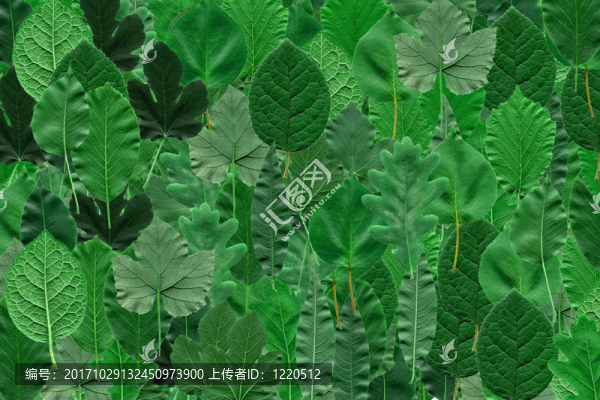 樹