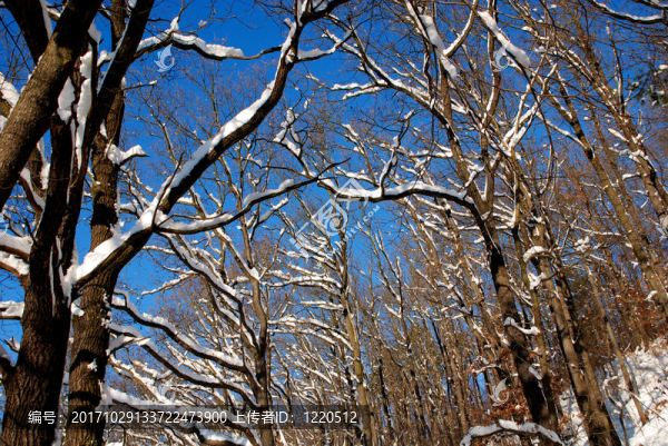雪樹