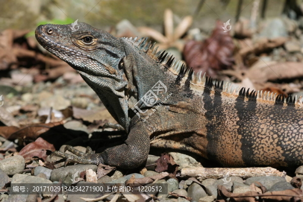 schwarzleguan5