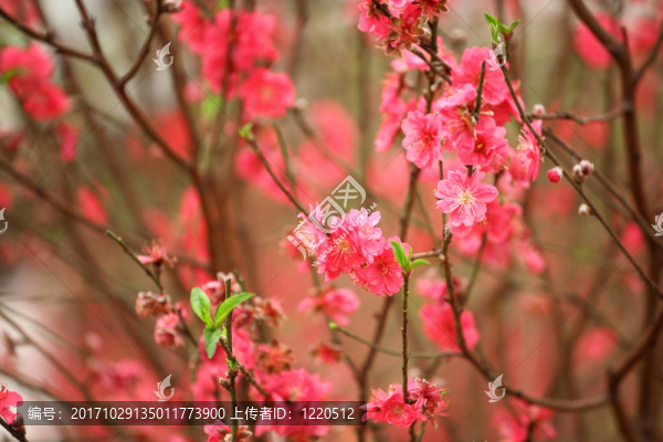花卉