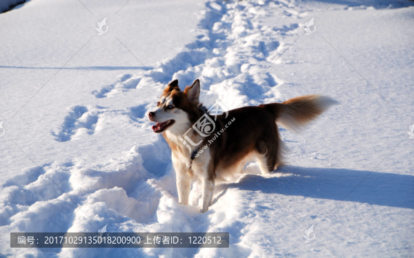 在雪地里沙啞