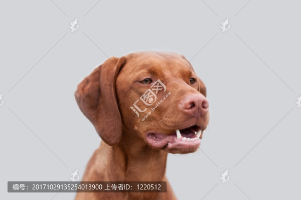 動(dòng)物