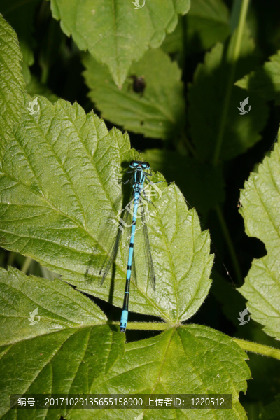 藍豆娘（Coenagrion,puella）