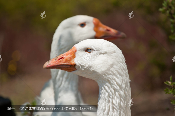 動物